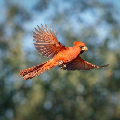 20250516Birds0595-DxO-Edit