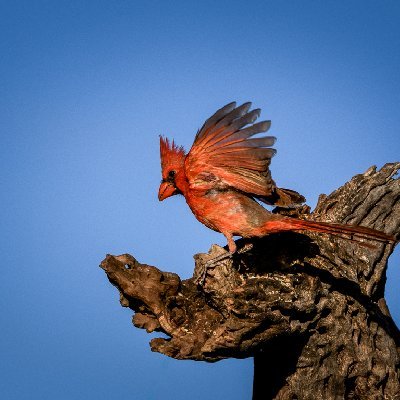 20250516Birds1087-Edit