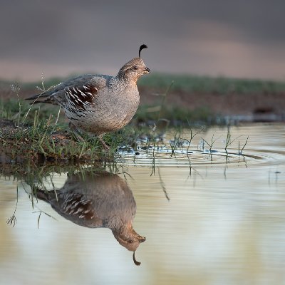 20250516Birds3577-DxO-Edit-2
