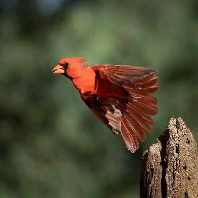 20250516Birds4232-Edit