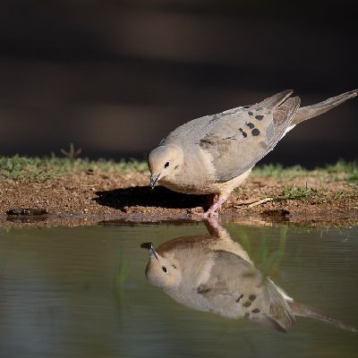 20250516Birds5080-Edit