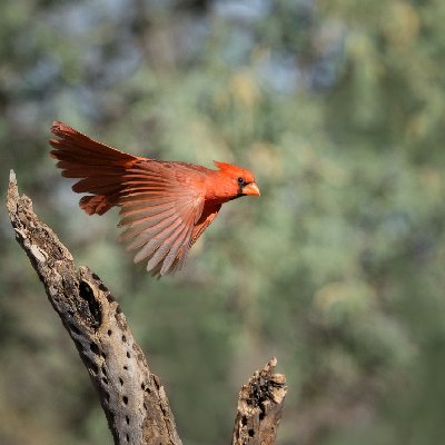 20250516Birds5194-Edit