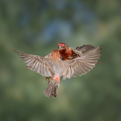 20250516Birds5936-Edit