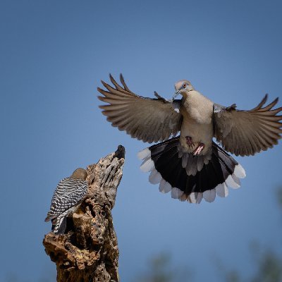 20250516Birds6610-Edit