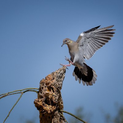 20250516Birds6620-Edit