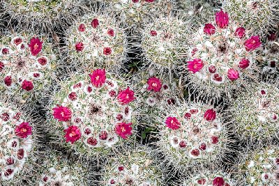 Hedgehog Cactus in Bloom
