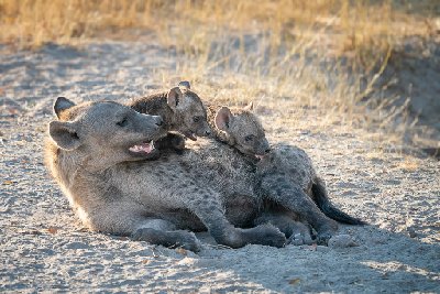 Hyena and Cubs