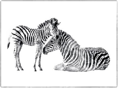 High Key Zebras