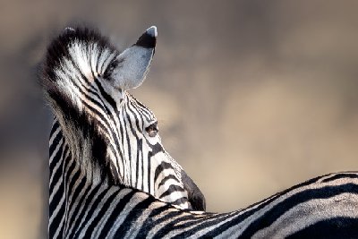 Zebra Mane