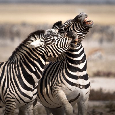 Laughing Zebras