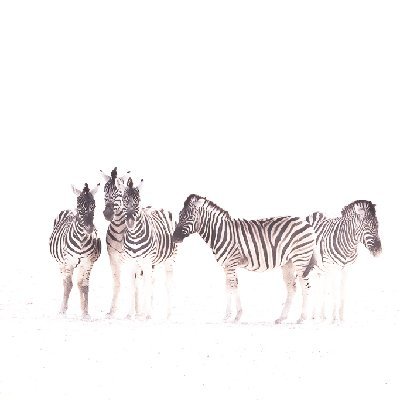 Zebras on the Etosha Pan