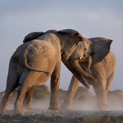 Elephant Games