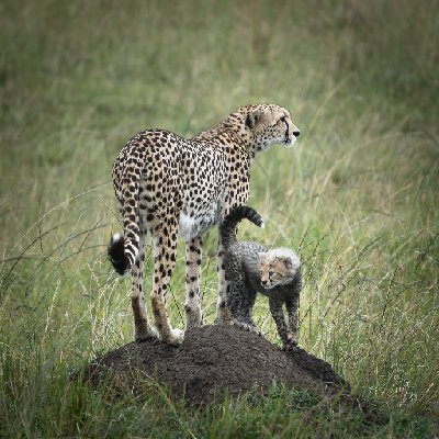 Checking Both Directions