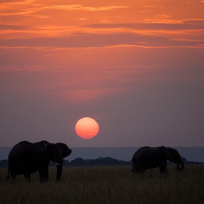 Elephant Sunset