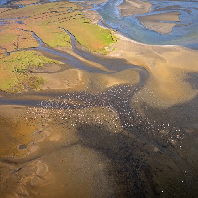 Pelicans over the Skeleton Coast