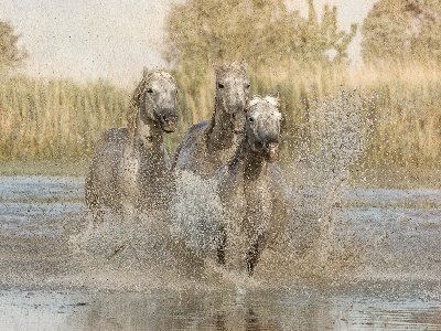 Drenched White horses running in water, Camargue southern France.