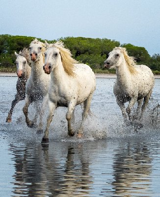Water Play White horses running in water, Camargue southern France.