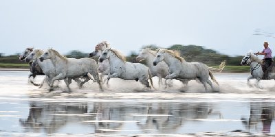Horses in Motion White horses running in water, Camargue southern France.