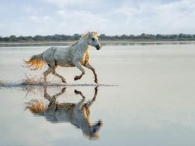 Aquatic Gambol White horses running in water, Camargue southern France.