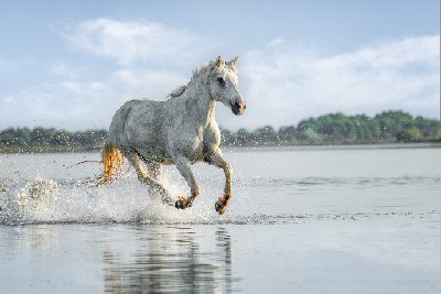 Aquatic Gambol White horses running in water, Camargue southern France.