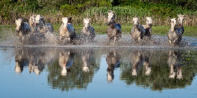 Ten in a Row White horses running in water, Camargue southern France.