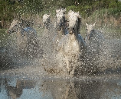 Leading the Pack White horses running in water, Camargue southern France.