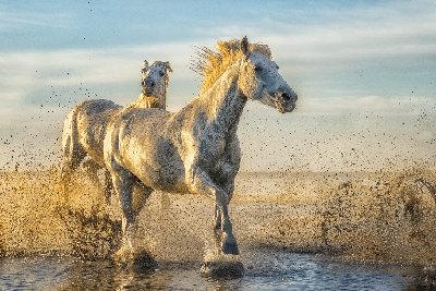 Running Free White horses running in water, Camargue southern France.