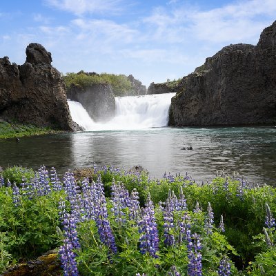 Hjalparfoss Lupine and Waterfall Lupine in front of the waterfall at Hjalparfoss.