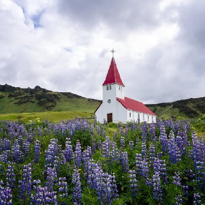 Vik Myrdal Church Lupine at Vik Myrdal Church in Iceland.