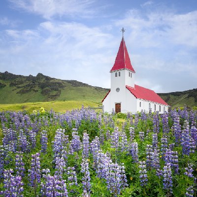 Lupine at Vik Myrdal Church Lupine at Vik Myrdal Church in Iceland.