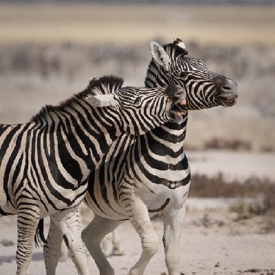 Playful Zebras