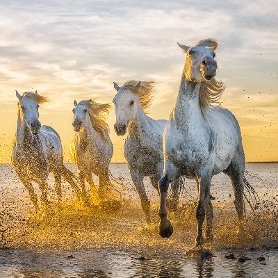 White Horses of the Camargue 5x4