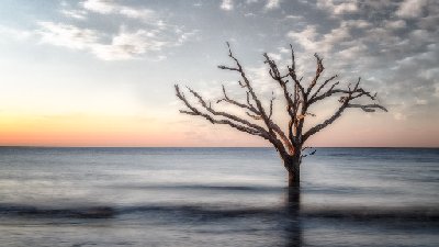 Edisto Beach Tree