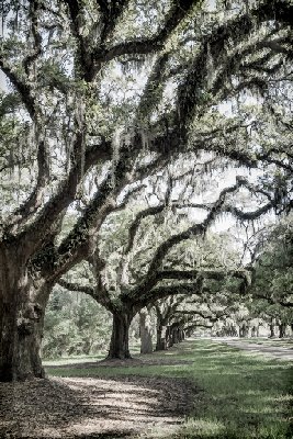 Mossy Oaks at Boone Hall