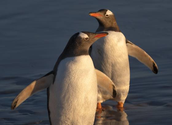 Gentoo Couple 2 Gentoo Penguins at Sandy Beach on Bleaker Island in the Falklands