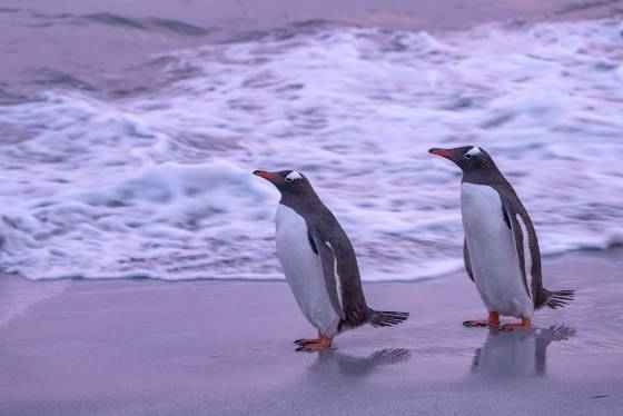 Gentoo Couple 4 Gentoo Penguin at Sandy Beach on Bleaker Island in the Falklands