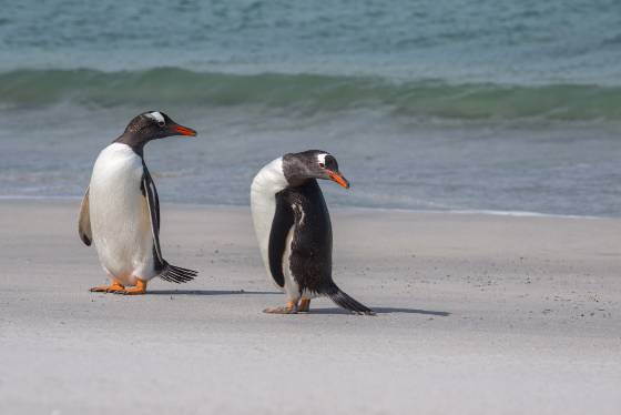 Gentoo Penguin Couple Gentoo Penguins at Sandy Beach on Bleaker Island in the Falklands