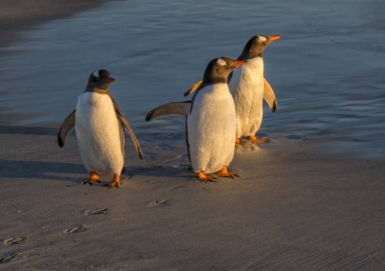 Gentoo Penguin Footprints Gentoo Penguins at Sandy Beach on Bleaker Island in the Falklands