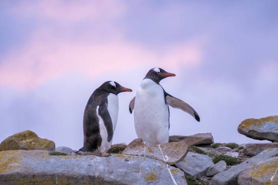 Gentoo7 Couple 4 Gentoo Penguins at Sandy Beach on Bleaker Island in the Falklands