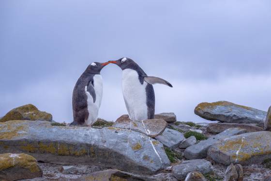 Gentoo8 Couple 5 Gentoo Penguins at Sandy Beach on Bleaker Island in the Falklands