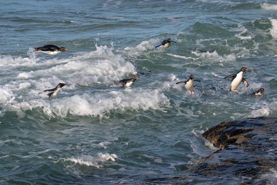 Rockhopper Penguins Jumping No 4 Rockhopper Penguin at The Neck on Saunders Island in the Falklands.