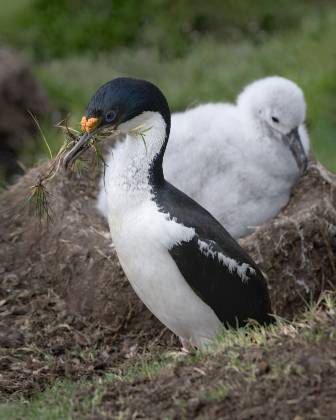 Black Browed Albatross Chick 3 Imperial Cormorant and Albatross Chick in a nest on Saunders Island in the Falklands.