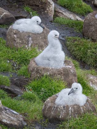 Three Chicks Black-browed Albatross chicks in nest on Saunders Island in the Falklands.