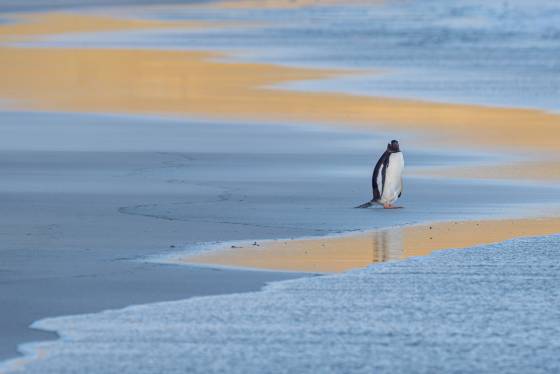 Blue and Gold 2 Gentoo Penguin at sunrise at The Neck on Saunders Island in the Falklands.