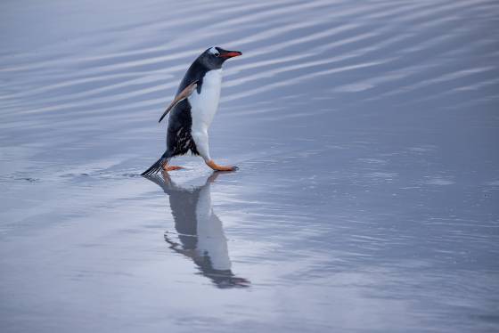 Gentoo Penguin Reflection No 8 Gentoo Penguin at sunrise at The Neck on Saunders Island in the Falklands.