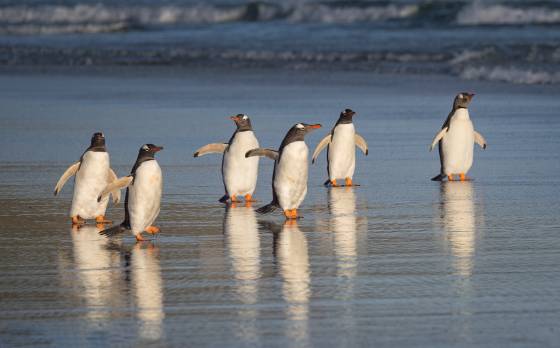 Gentoo Penguins 6 Gentoo Penguins at sunrise at The Neck on Saunders Island in the Falklands.