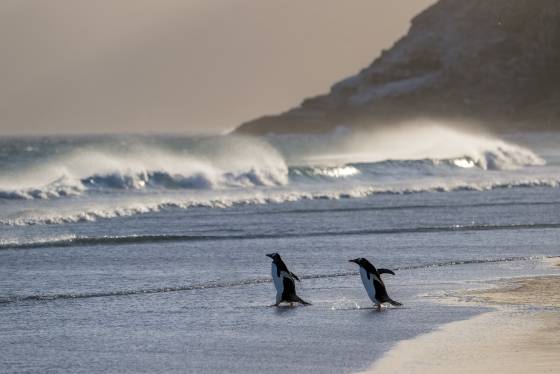 Gentoo Penguins and Ocean Spray Gentoo Penguins at sunrise at The Neck on Saunders Island in the Falklands.