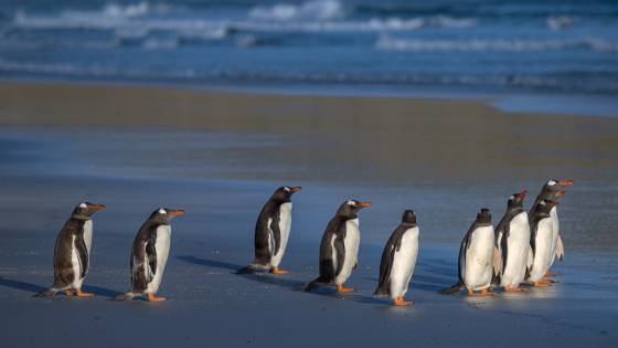 Gentoo Penguins on Saunders Island Gentoo Penguins at sunrise at The Neck on Saunders Island in the Falklands.