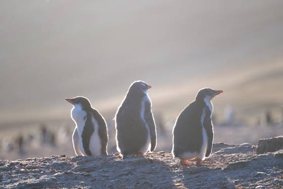 Gentoos Backlit Backlit Gentoo Penguins near the Neck on Saunders Island in the Falklands.
