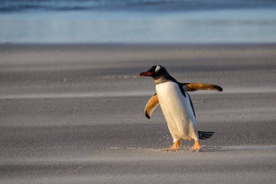 Leaning into the wind Gentoo penguin at sunset at The Neck on Saunders Island in the Falklands.